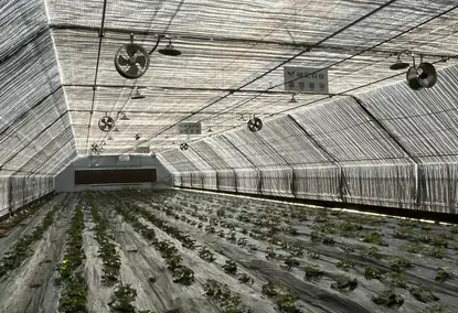Теплица типа «политуннель» с 100% затемнением и автоматической системой контроля освещения Теплица типа «политуннель» с 100% затемнением и автоматической системой контроля освещения